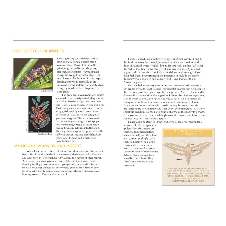 50 Common Insects of the Southwest - Image 2
