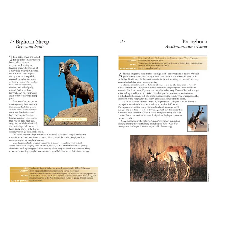 50 Common Mammals of the Southwest - Image 2