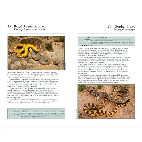 50 Common Reptiles & Amphibians of the Southwest - 2nd Edition - Image 2