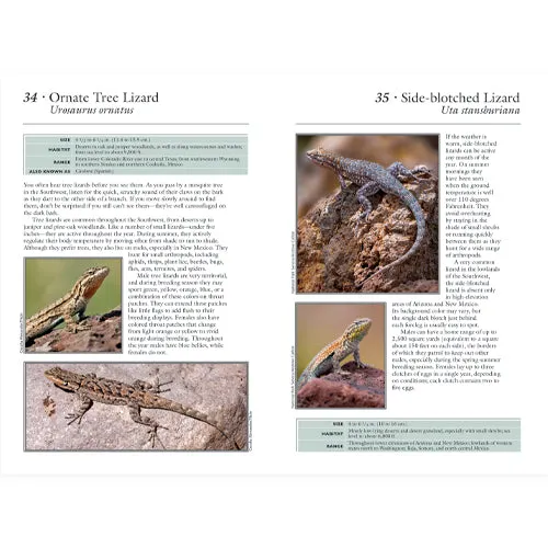 50 Common Reptiles & Amphibians of the Southwest - 2nd Edition - Image 3