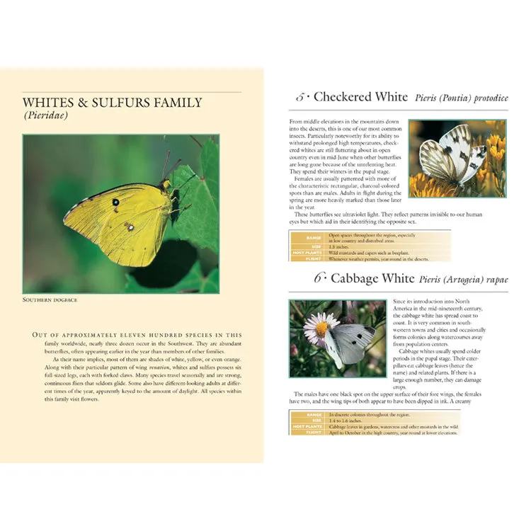 70 Common Butterflies of the Southwest - Image 2