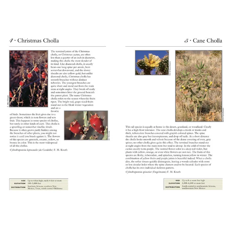 70 Common Cacti of the Southwest - Image 2