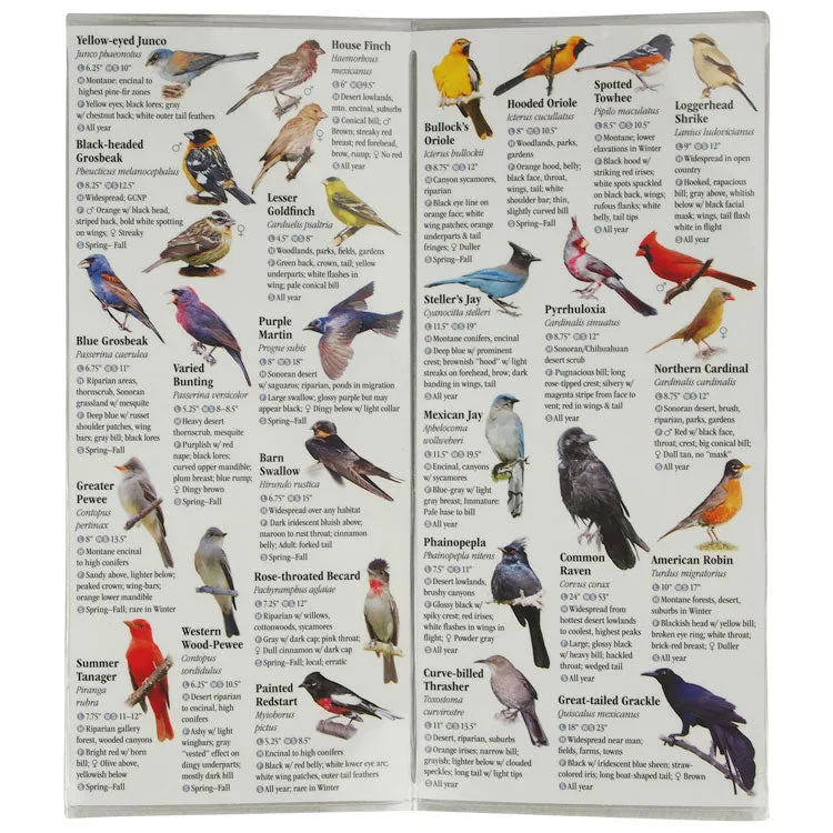 Birds of Southeast Arizona - Image 3