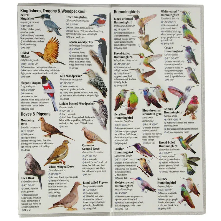Birds of Southeast Arizona - Image 4