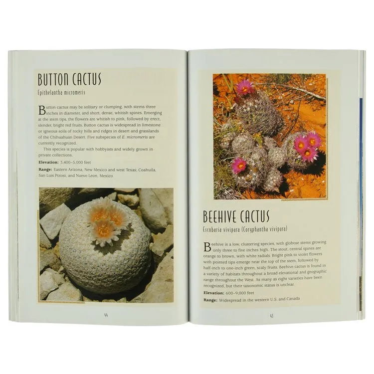 Cacti of the Desert Southwest - Image 2