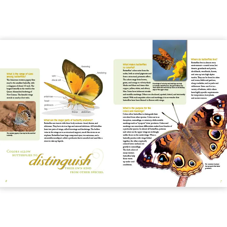 Frequently Asked Questions About Butterflies - Image 2