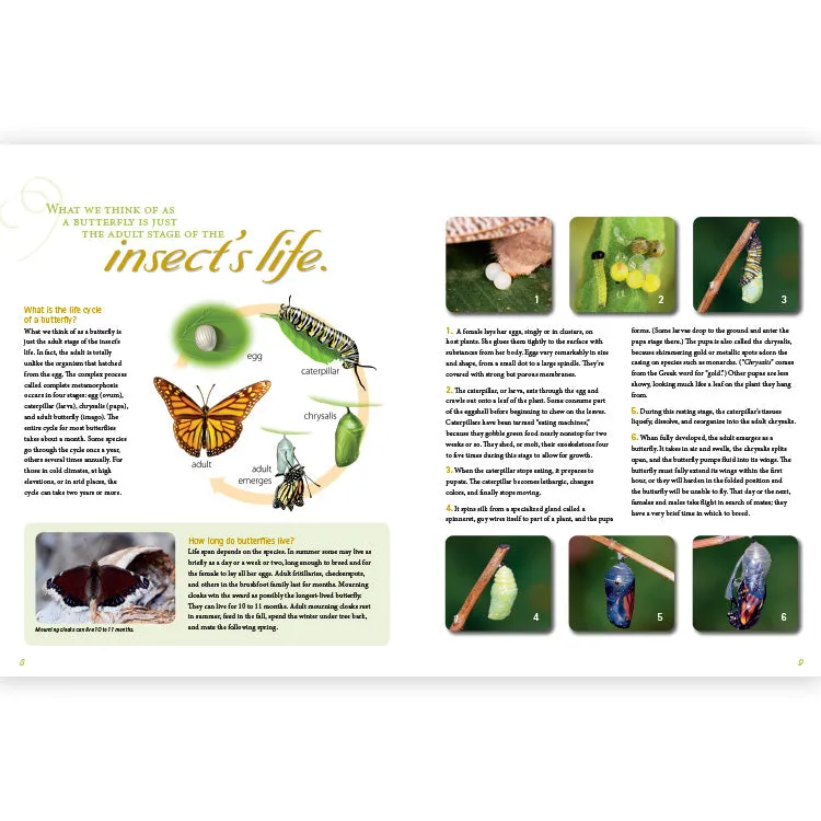 Frequently Asked Questions About Butterflies - Image 3