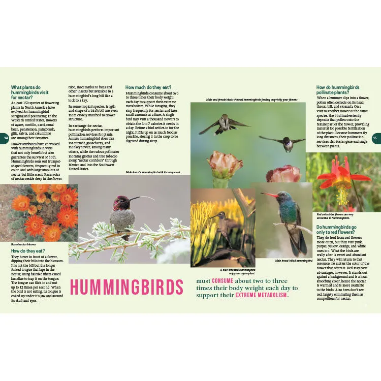 Frequently Asked Questions About Hummingbirds - 2nd Edition - Image 3