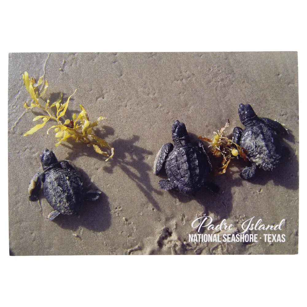 Padre Island National Seashore Postcards - Hatchlings