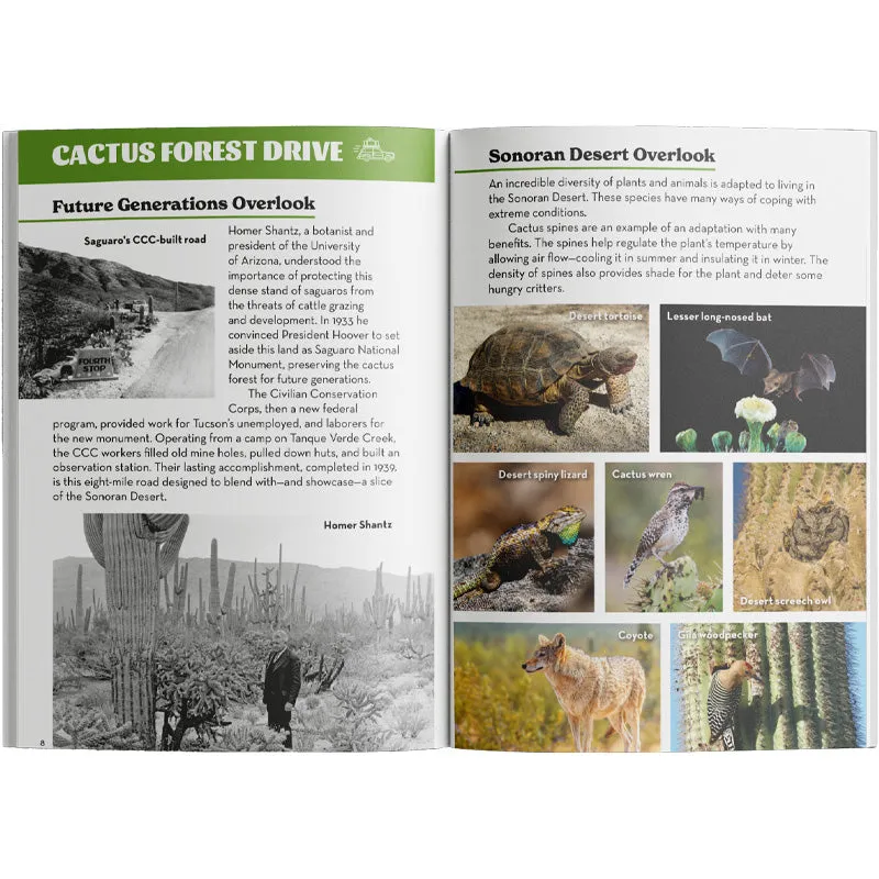 Saguaro National Park Rincon District: Driving the Cactus Forest Loop - Image 2