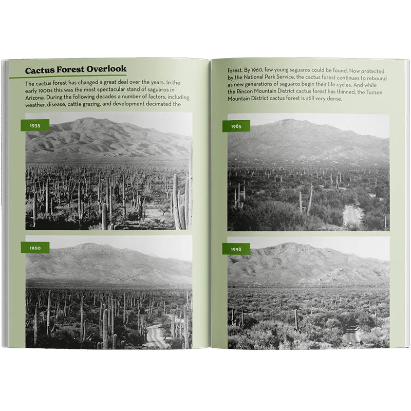 Saguaro National Park Rincon District: Driving the Cactus Forest Loop - Image 3
