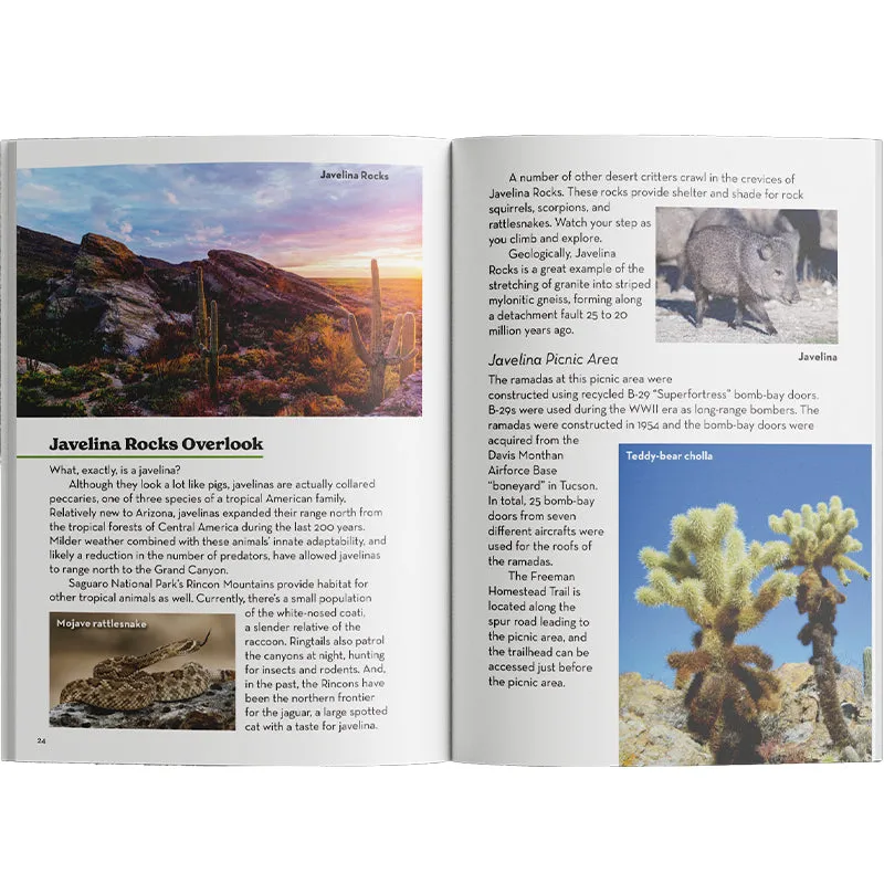 Saguaro National Park Rincon District: Driving the Cactus Forest Loop - Image 4