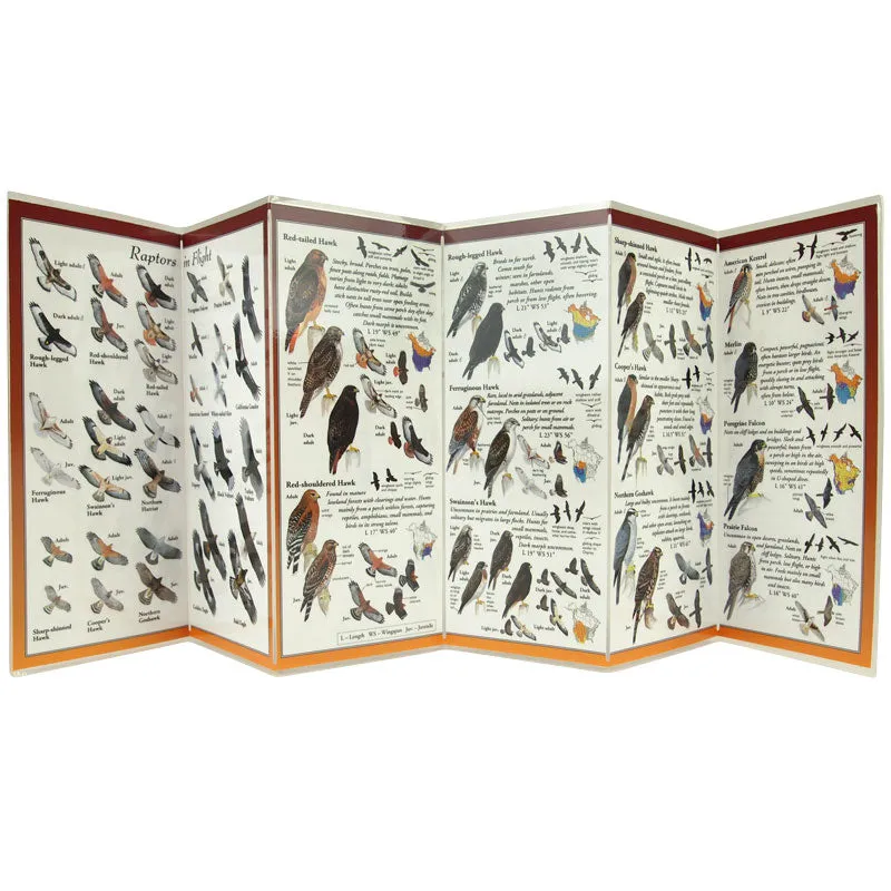 Sibley's Guide to Raptors of Western North America - Image 3