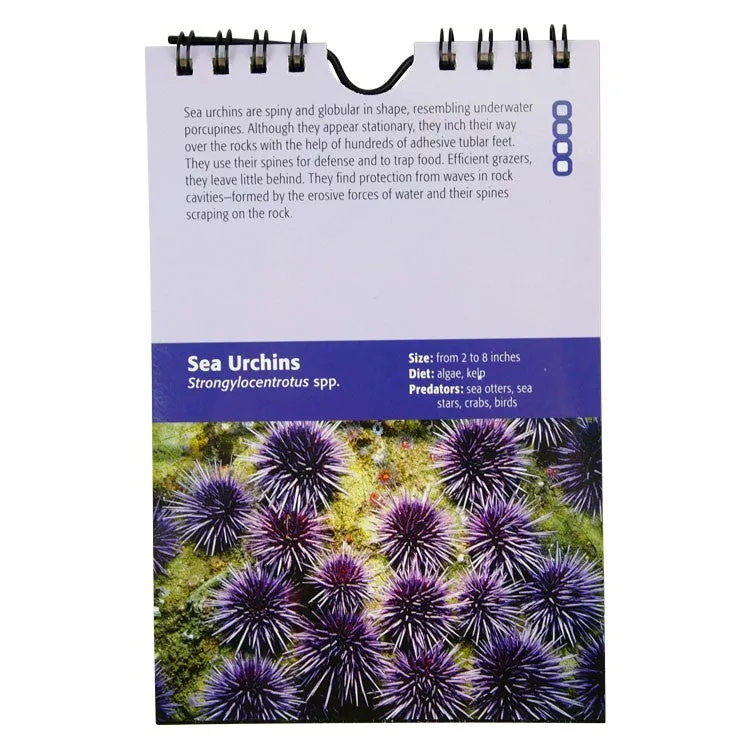 Tidepools of the Pacific Coast: A Quick Field Guide - Image 3
