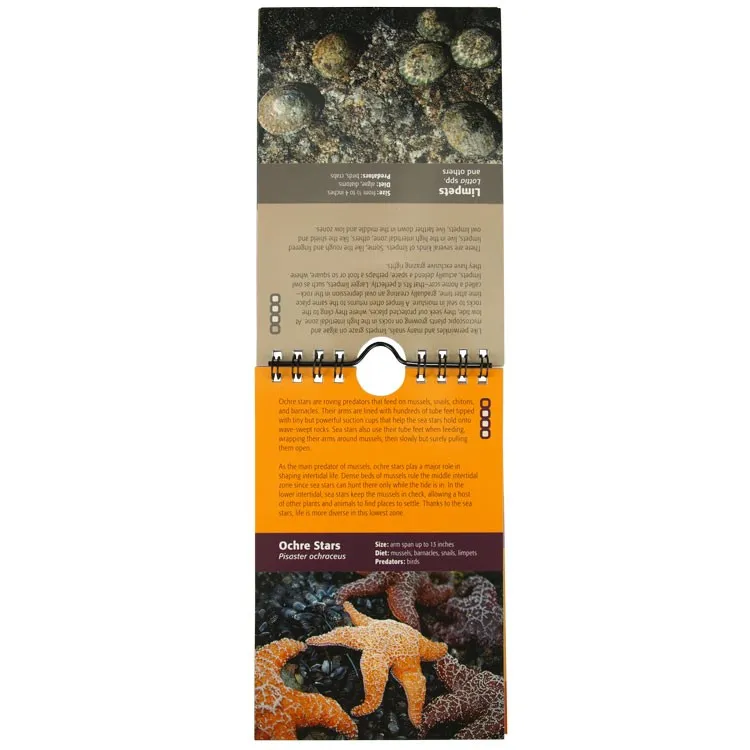 Tidepools of the Pacific Coast: A Quick Field Guide - Image 4